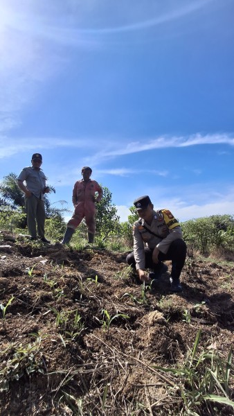 Polsek Minas Pantau Perkembangan Jagung Program Ketahanan Pangan di Minas, Pemupukan Lanjutan Disiapkan