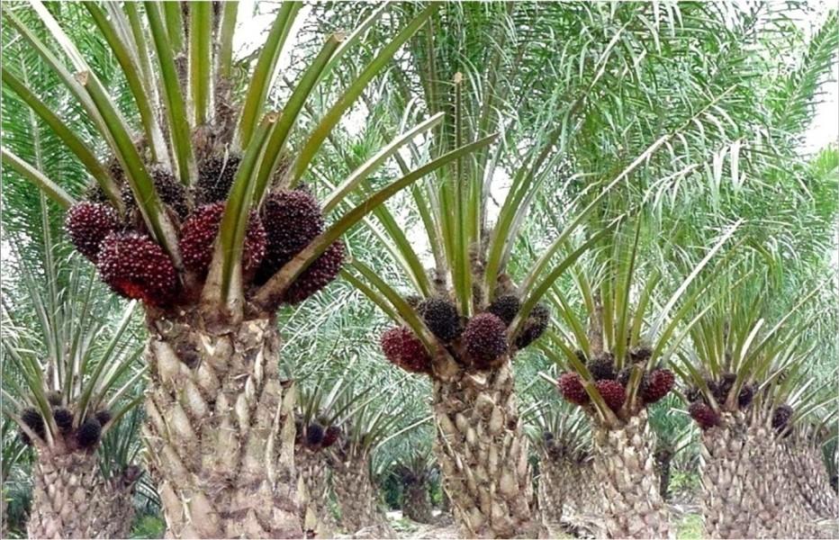 Harga TBS Kelapa Sawit Mitra Swadaya Riau Naik Lagi, Petani Sumringah