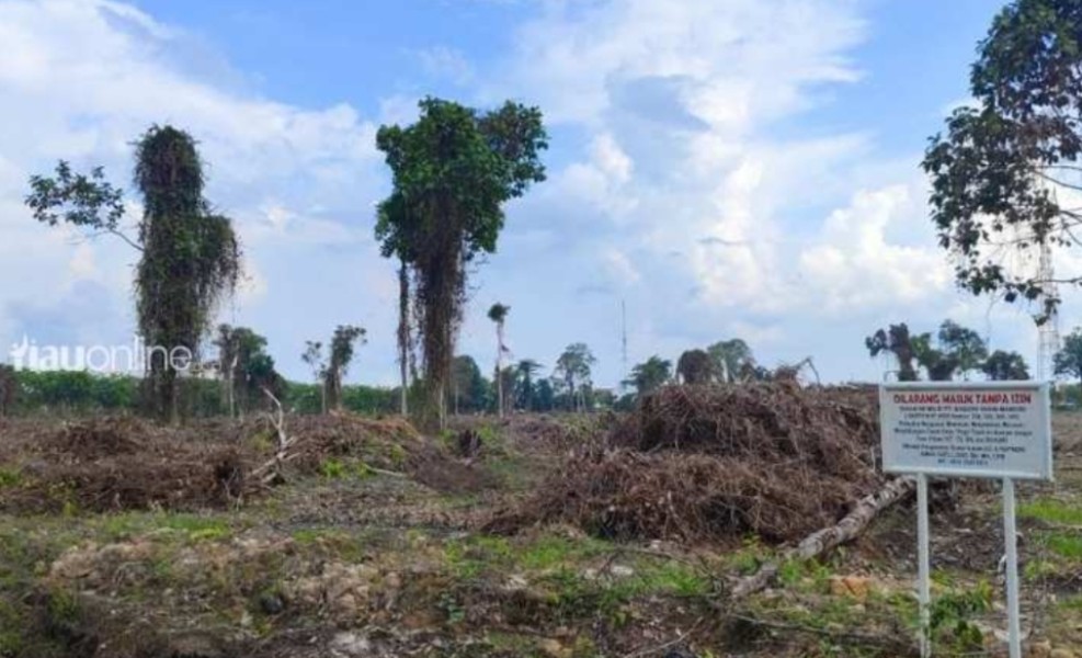 Hutan di Tengah Kota Siak Dibabat, Ruang Hijau Semakin Berkurang