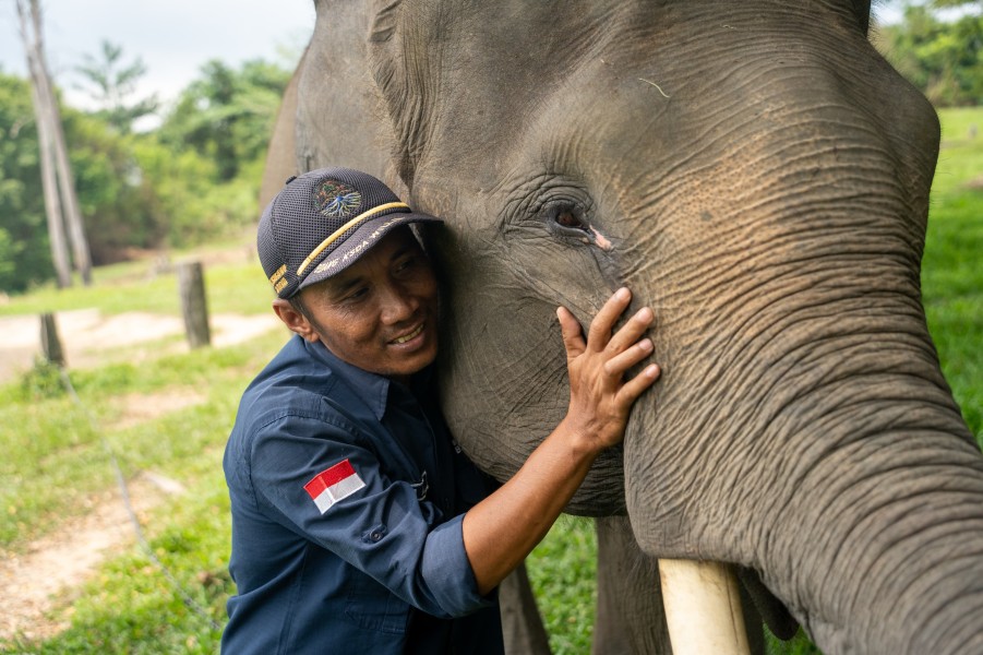 Harmoni di Tanah Balai Raja, Saat Sang Gajah dan Manusia Berbagi Ruang Kehidupan