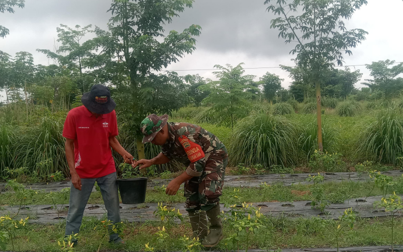 Karya Nyata Terhadap Petani Cabe oleh Babinsa Mekarsari