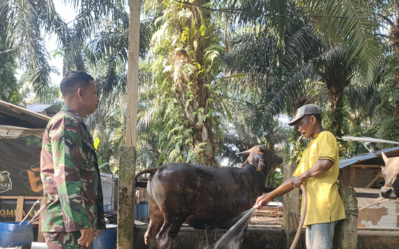 Babinsa Koramil 01 Pantau Peternakan di Wilayahnya