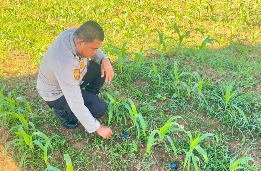 Polres Rokan Hulu Perkuat Ketahanan Pangan Nasional, Cek Kesiapan Tanaman Jagung di Lahan 6 Hektare