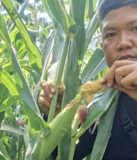 Sudah Dipupuk dan Disemprot Insektisida, Polsek Minas Pantau Jagung Ketahanan Pangan Nasional di Minas Jaya