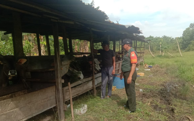 Kepada Peternak Sapi, Babinsa Koramil 02 Beri Edukasi Kesehatan