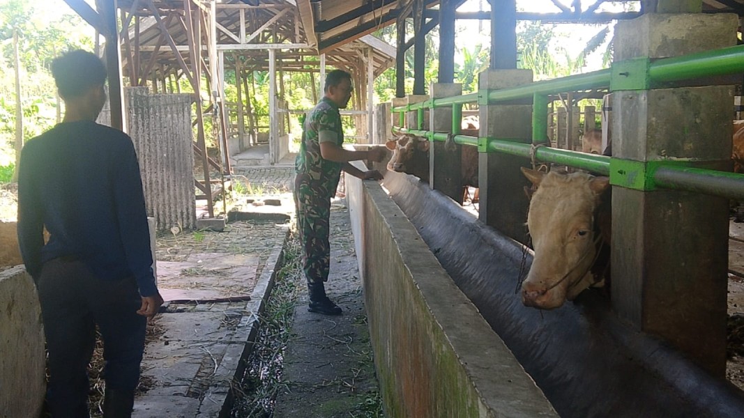 Babinsa Koramil 04/Perawang dan Tim URC Laksanakan Surveilans PMK di Perawang Barat, Sapi Dipastikan Sehat