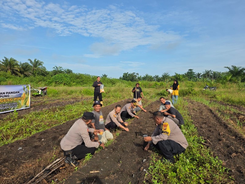 Kapolsek Tapung Kompol Y,E Bambang Dewanto Lansung Hadir Penanaman Jagung Pipil Kuartal II Desa Sei Putih