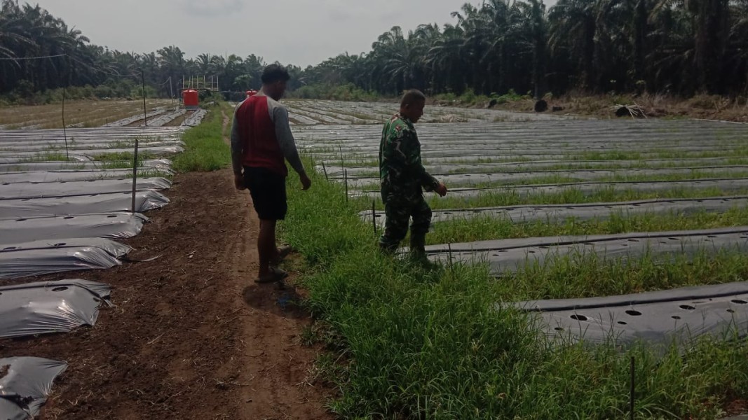 Dukung Produktivitas Petani, Babinsa Basilam Baru Turun Langsung Dampingi Penyiapan Lahan