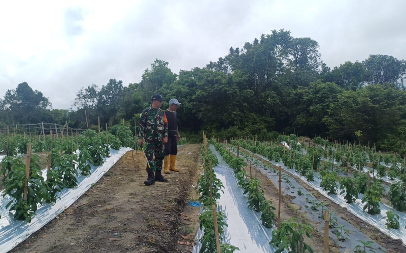 Dukung Swasembada Pangan, Babinsa Serka M Asim Lubis Lakukan Pendampingan Pertanian