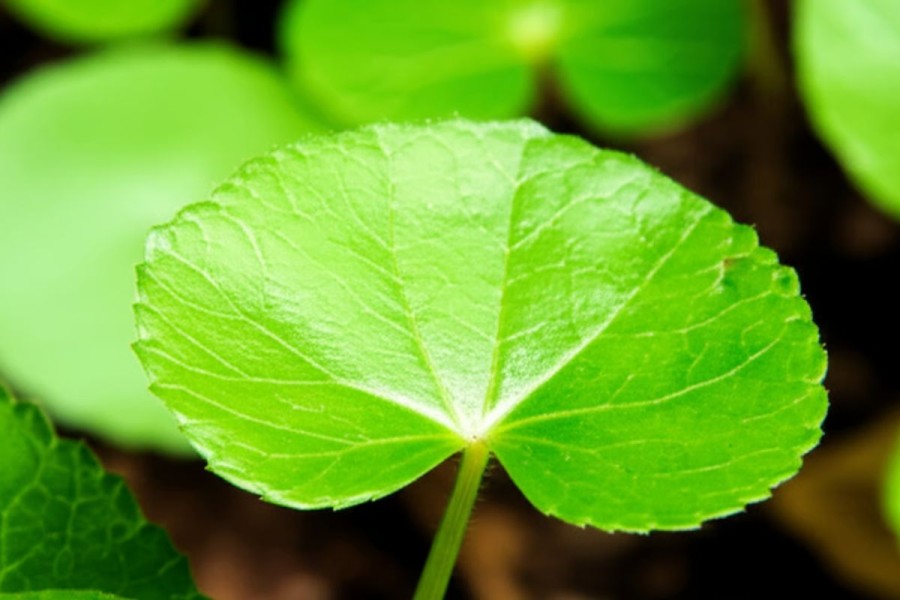 9 Bahan Alami Ini Efektif Atasi Asam Urat, Sangat Mudah Didapatkan