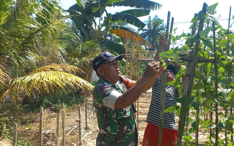 Babinsa Koramil 02/Bukit Kapur Turun ke Lahan, Bantu Petani Tingkatkan Produksi Semangka