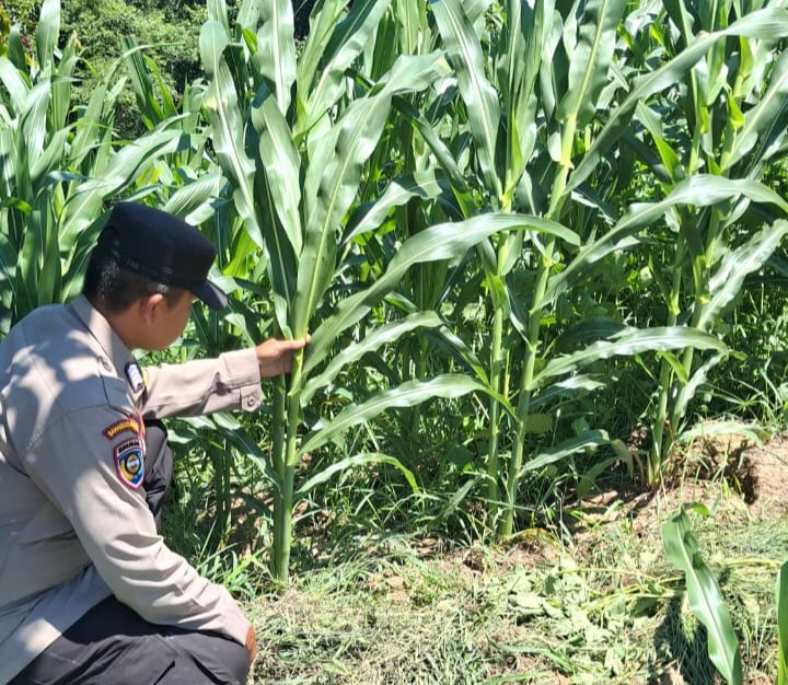 Polisi Cek Perkembangan Jagung Program Ketahanan Pangan di Minas Jaya, Usia Tanaman 47 Hari