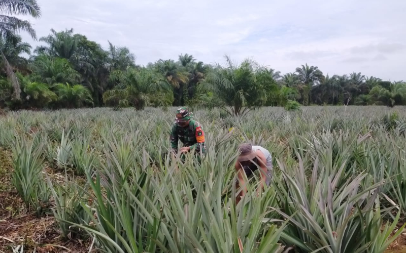 Patroli Karhutla Disertai Penanaman Nanas, Koramil 03 Wujudkan Karya Nyata untuk Lingkungan