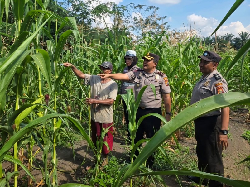 Dukungan Polsek Ujung Batu Bangkitkan Semangat Petani Jagung, Manurung: Kami Tidak Berjuang Sendiri