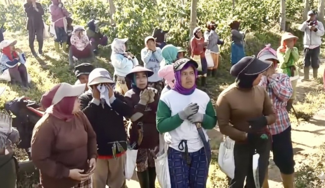 Lahan Kopi Negara di Bondowoso Kembali Dirusak, Ratusan Warga Kehilangan Penghidupan