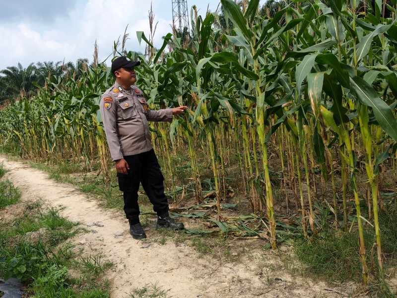 Polsek Ukui melalui Bhabin Bukit Gajah Monitoring Jagung Pipil Swadaya Kelompok Cinta Tani, Dukung Ketahanan Pangan di Ukui