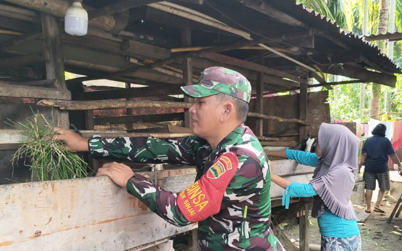 Babinsa Pantau Terhadap Peternakan di Wilayah Teluk Binjai