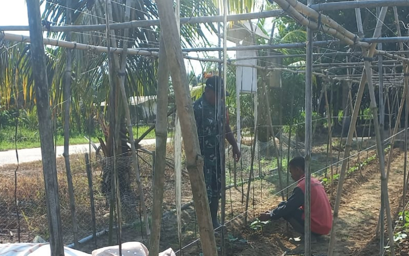 Babinsa Bukit Nenas Bantu Petani Kelola Lahan Timun, Produktivitas Pertanian Terus Ditingkatkan