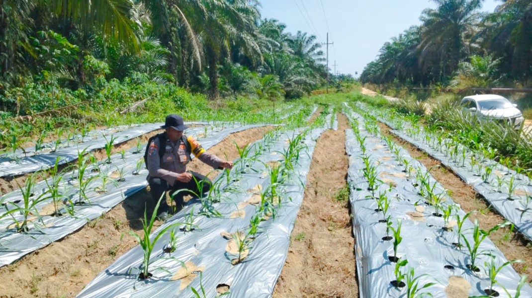 Bhabinkamtibmas Polsek Minas Pantau Pertumbuhan Jagung Program Ketahanan Pangan di Minas Timur