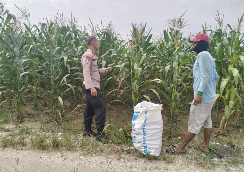 Polsek Pkl Kerinci Cek Jagung Pipil Kuartal III di Kelompok Tani dukung ketahanan pangan Km 55, Tanaman Tumbuh Subur