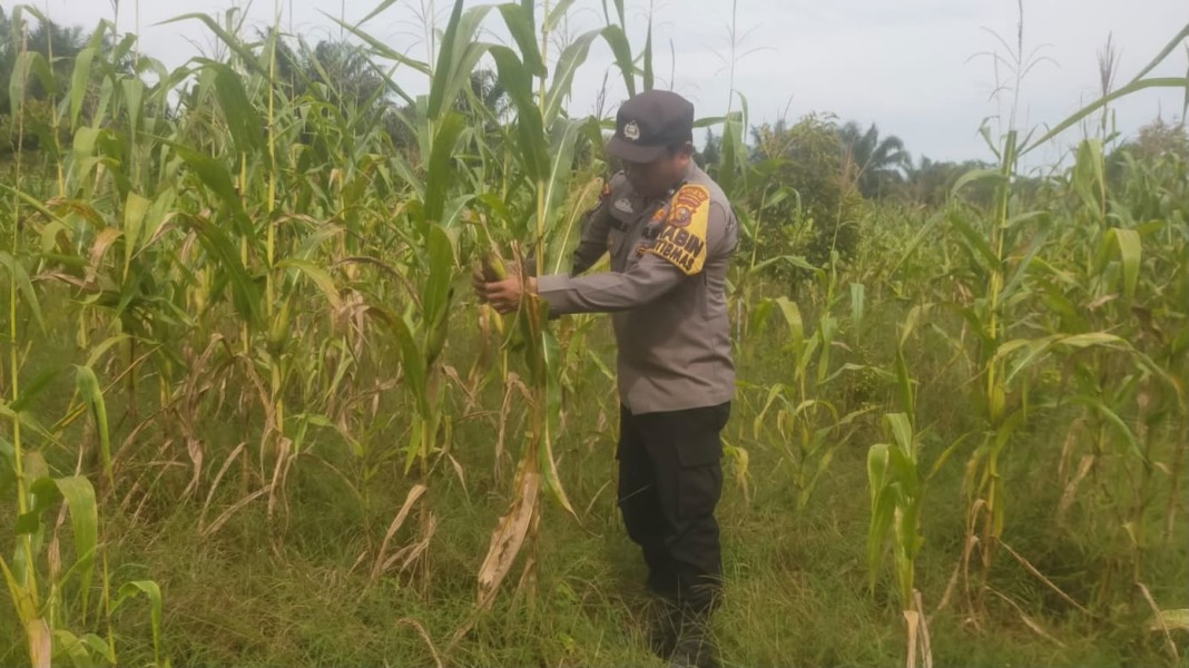 Memasuki Musim Kemarau, Polsek Koto Gasib Intensifkan Monitoring Ketahanan Pangan