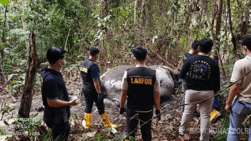 Polda Riau Periksa 40 Saksi Termasuk Karyawan PT. RAPP, Terkait Gajah Mati Tanpa Kepala