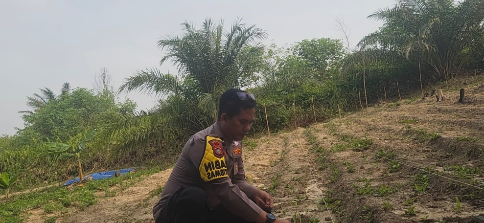 Bhabinkamtibmas Minas Barat Pantau Pertumbuhan Jagung Pipil di Lahan Setengah Hektare