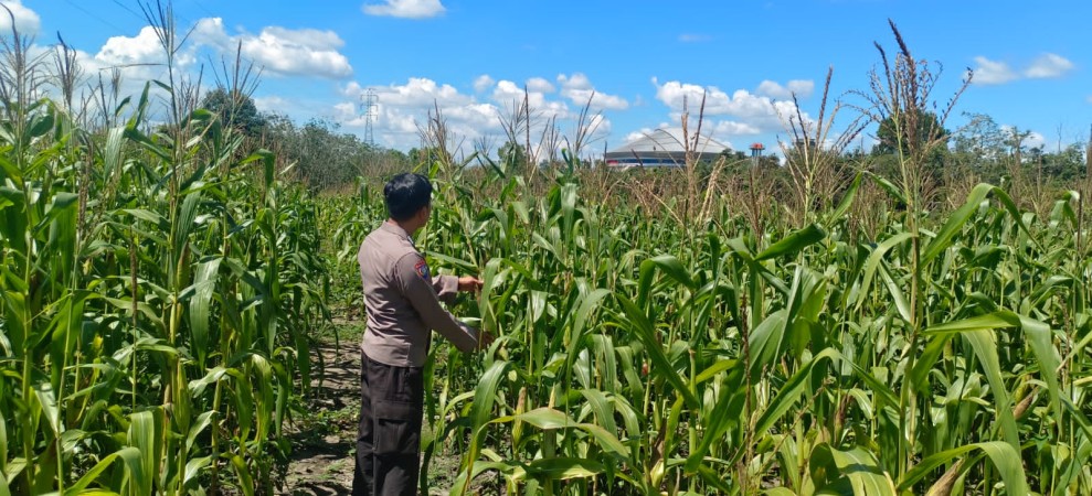 Polsek Bangkinang Barat dan Petani Aktif Memelihara Tanaman Jagung Pipil di Desa Salo Timur