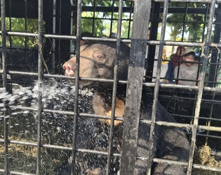 Beruang Madu Masuk Permukiman di Kampar Berhasil Dievakuasi