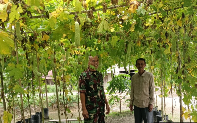 Babinsa Sungai Sembilan Laksanakan Pendampingan Karya Nyata Budidaya Pare