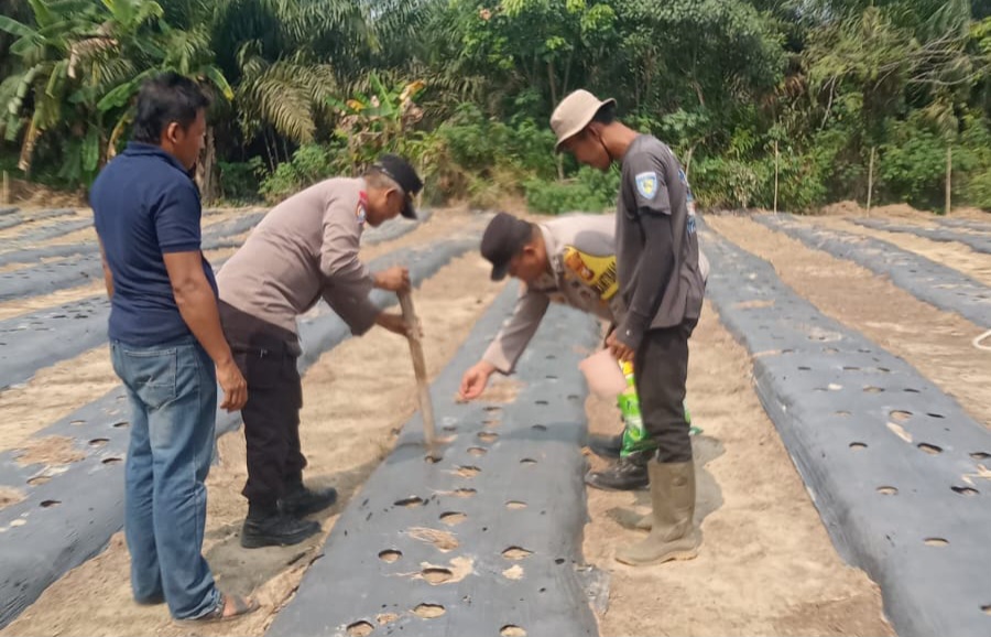 Polsek Minas Dorong Program Ketahanan Pangan Nasional, Warga Kampung Mandiangin Kembali Tanam Jagung Pipil