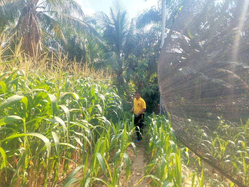 Panit Binmas Polsek Minas Cek Tanaman Jagung Pipil dan Salurkan Bantuan Insektisida