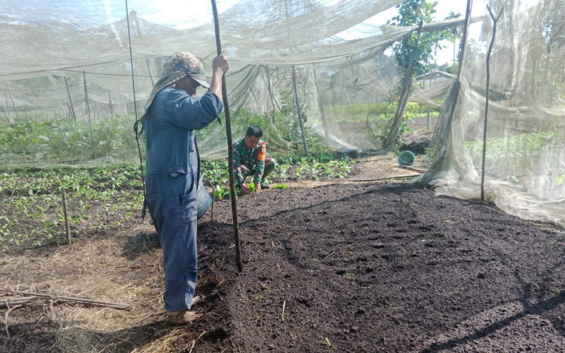 Babinsa Purnama Rutin Patroli Karhutla dan Dampingi Petani Tanam Sawi