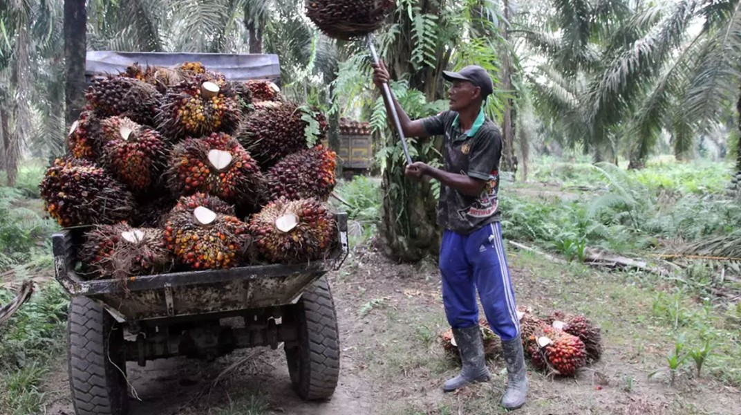 Harga CPO Melonjak, TBS Mitra Plasma Riau Naik Jadi Rp3.515 per Kg
