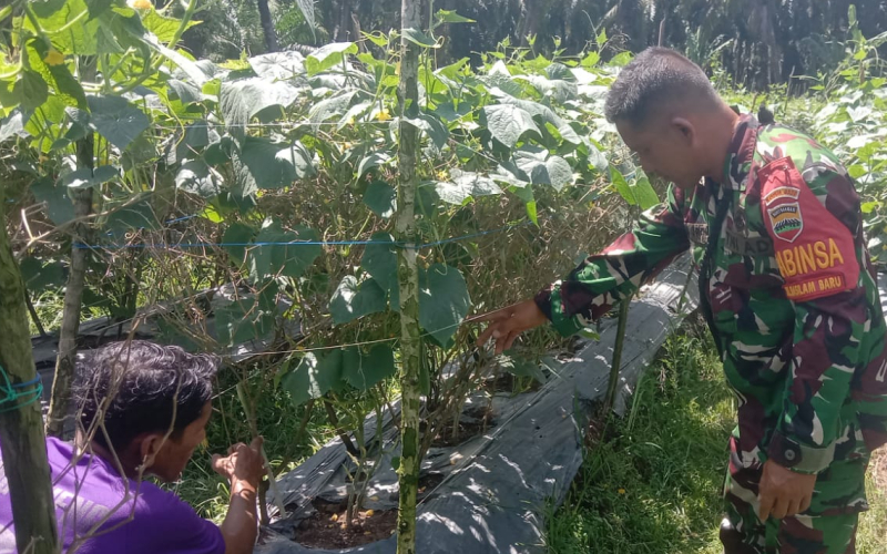 Babinsa Koramil 03 Edukasi di Sektor Pertanian Milik Warga