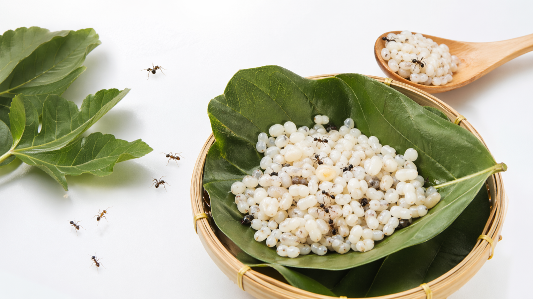 Ant Egg Cake, Hidangan Tradisional Unik dari Vietnam