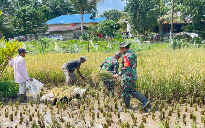 Koramil 02 Hadiri Giat Panen Padi Gogo yang Dilaksanakan oleh Poktan Sidodadi
