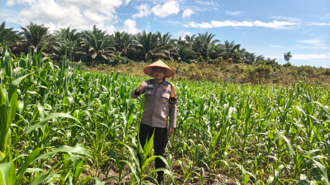 Langkah Nyata Dukung Program Ketahan Pangan Personel Polsek Bangkinang Barat Terus Pantau Jagung  Desa Siabu