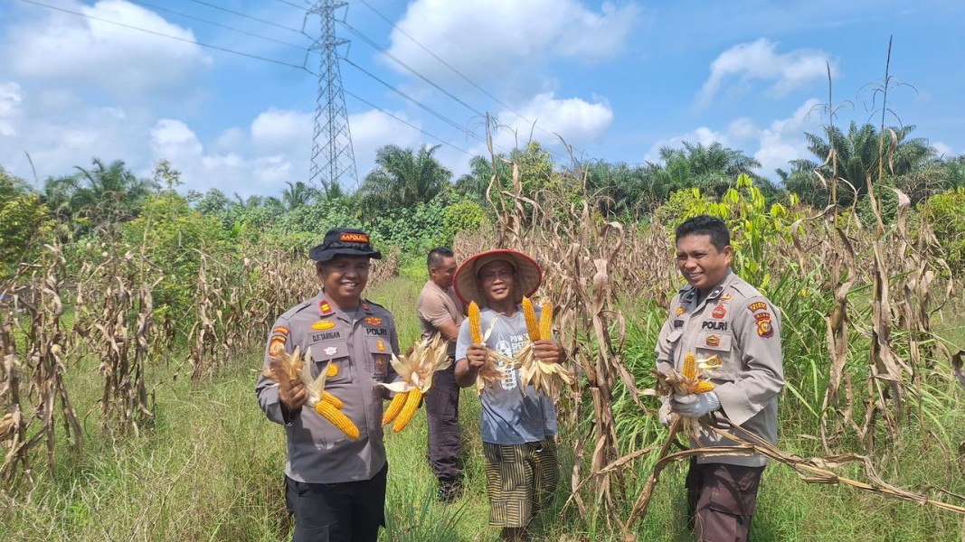 Dukung Program Ketahanan Pangan, Polsek Koto Gasib Gelar Panen Raya Jagung Bersama Poktan Mekar Sari