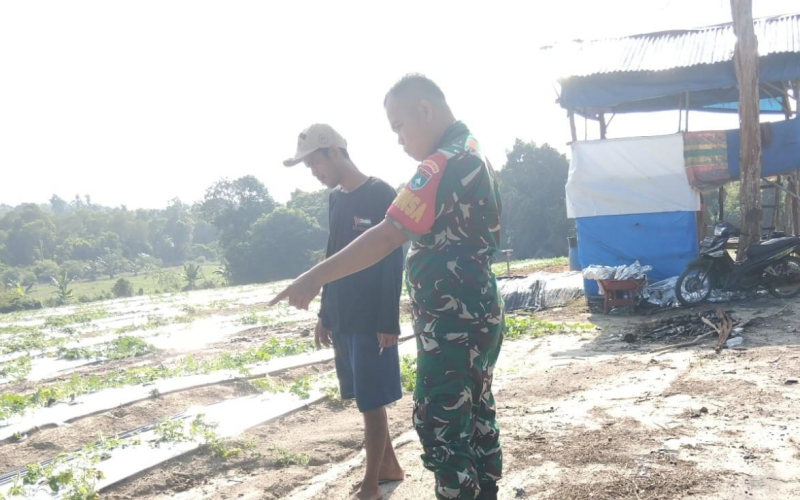 Cegah Karhutla, Babinsa Koramil 01 Dumai Dampingi Warga Kembangkan Tanaman Semangka