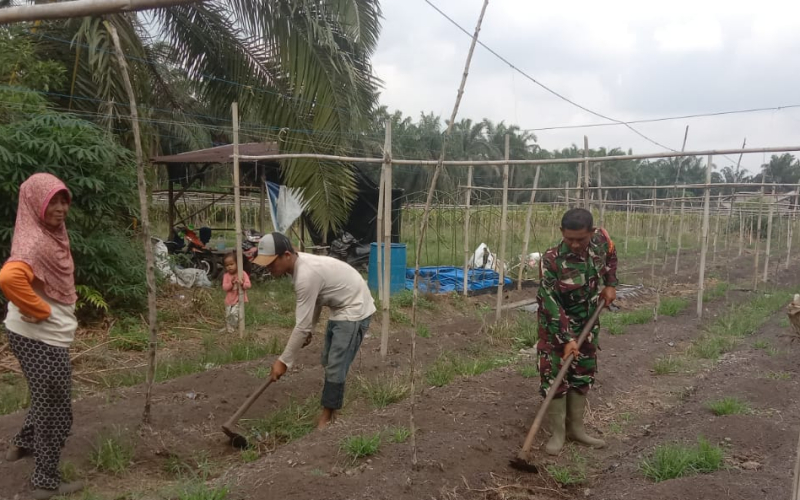 Di Basilam Baru, Babinsa Dorong Ketahanan Pangan