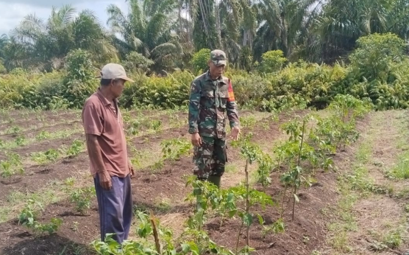 Dukung Ketahanan Pangan, Babinsa Tanjung Penyembal Turun Langsung ke Kebun Cabai Warga