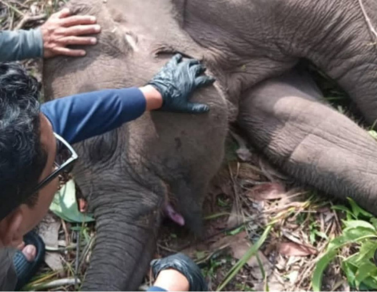 Tari, Anak Gajah Kesayangan Kapolda Tewas, Polda Riau Turunkan Tim Khusus ke TNTN