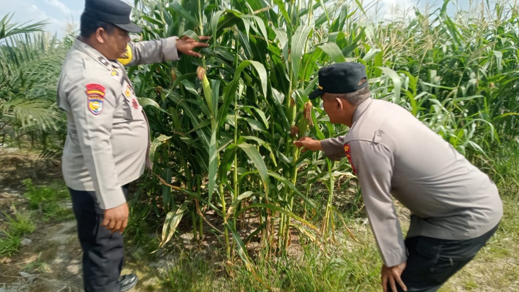 Kapolsek Minas Kompol Syahrizal Pastikan Tanaman Jagung Pipil Usia 80 Hari Terus Dipantau demi Sukseskan Ketahanan Pangan