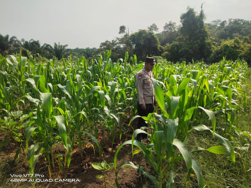 Polsek Bunut Perkuat Ketahanan Pangan, Pantau Langsung Pertumbuhan Jagung Pipil di Desa Petani