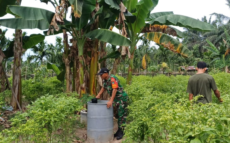 Serka M. Aslim Lubis Ajak Warga Kembangkan Cabe Rawit sebagai Komoditas Unggulan di Gurun Panjang