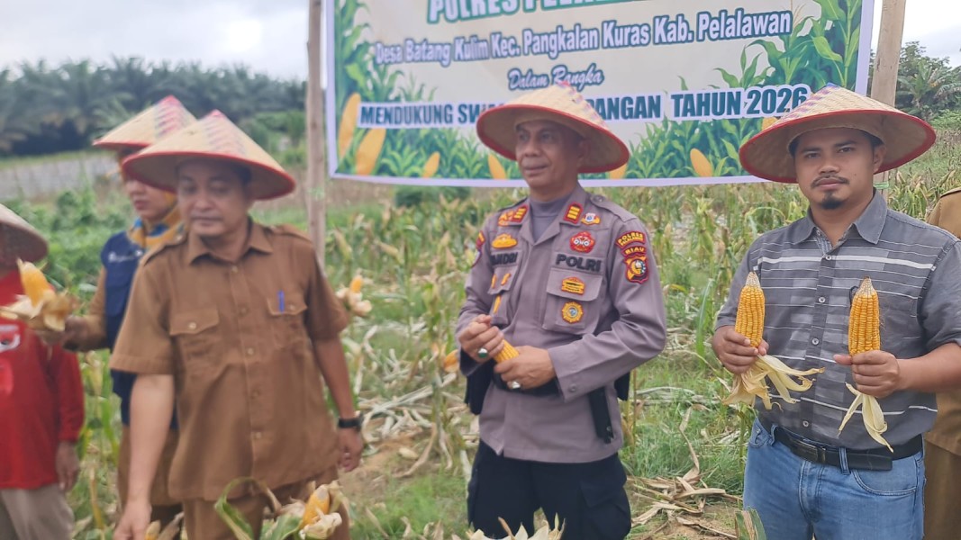 Panen 1 Ton Jagung di Batang Kulim ,Polsek Pkl Kuras Kawal Swasembada Pangan 2026