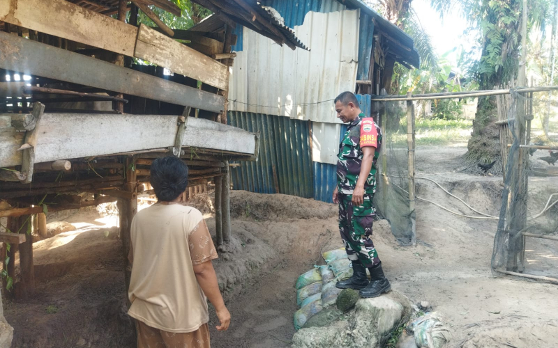 Pencegahan PMK Gencar Dilakukan Babinsa Koramil 01