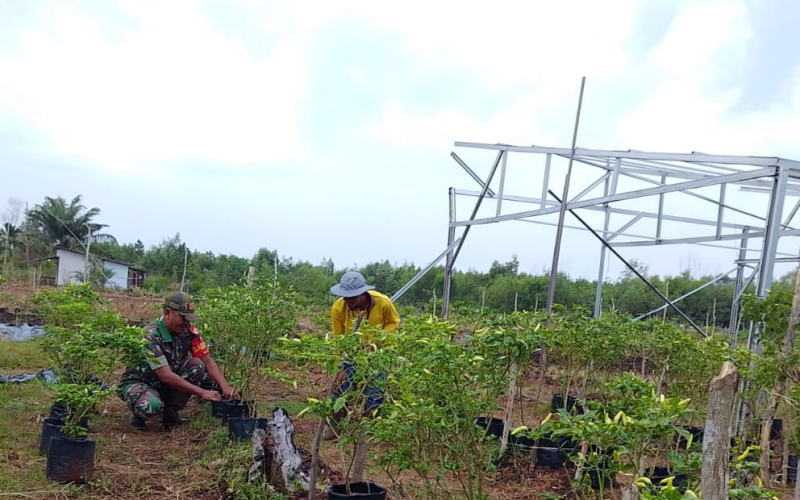 Pendampingan Karya Nyata Babinsa Mundam, Warga Diajak Produktifkan Lahan Pekarangan