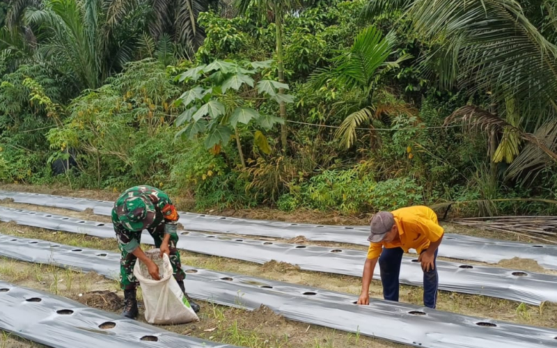 Dukung Swasembada Pangan, Babinsa Gurun Panjang Dampingi Budidaya Cabai Merah